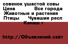 совенок ушастой совы › Цена ­ 5 000 - Все города Животные и растения » Птицы   . Чувашия респ.,Канаш г.